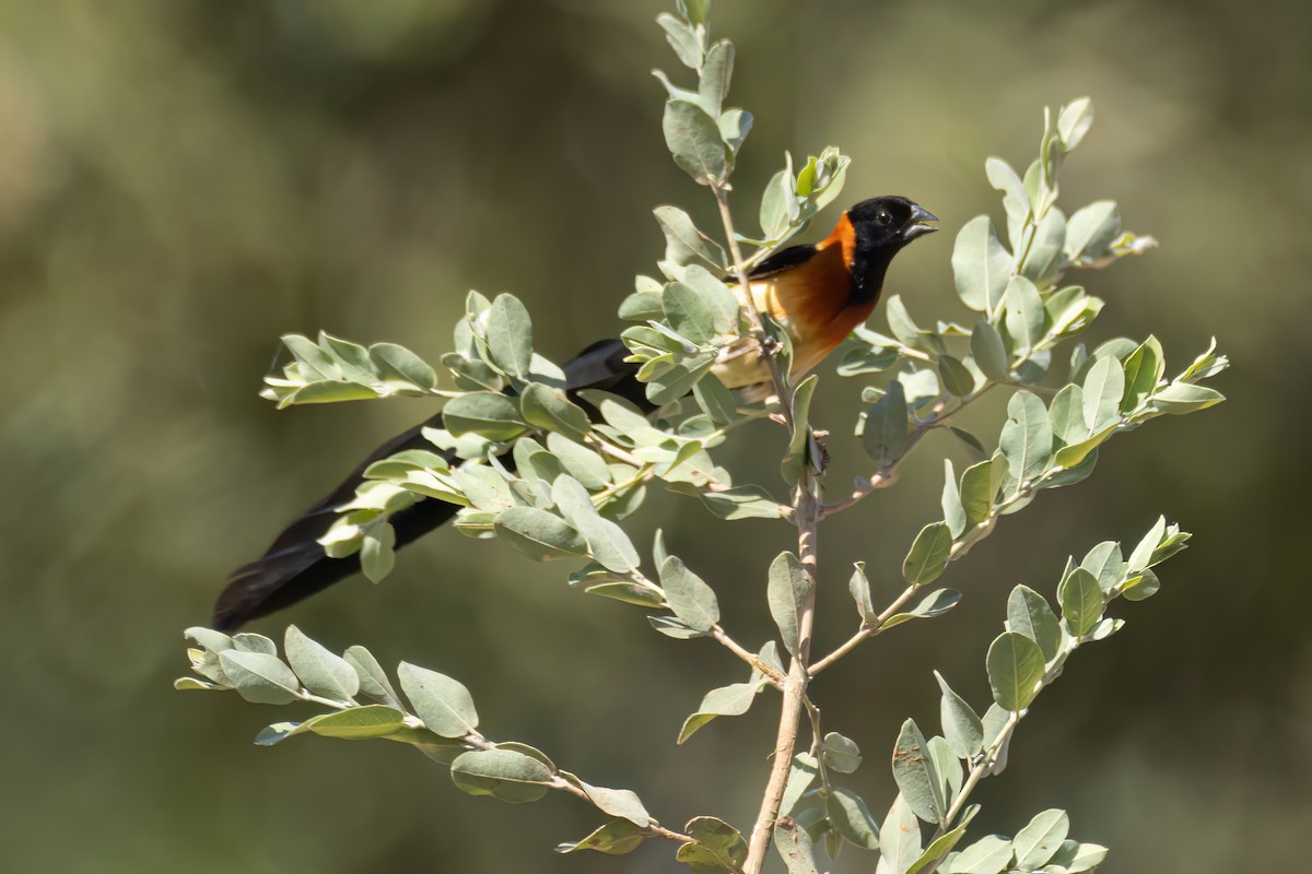 Senegalwitwe - ML646036235