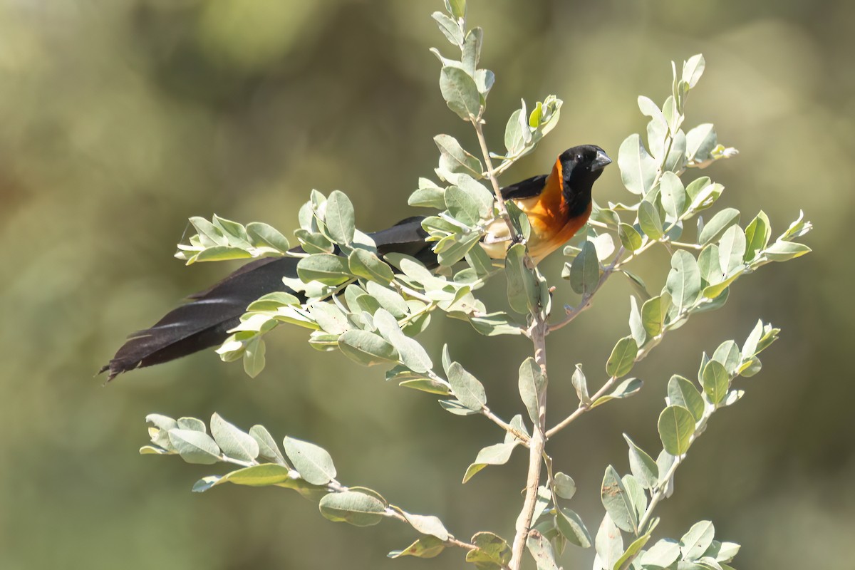 Sahel Paradise-Whydah - ML646036236