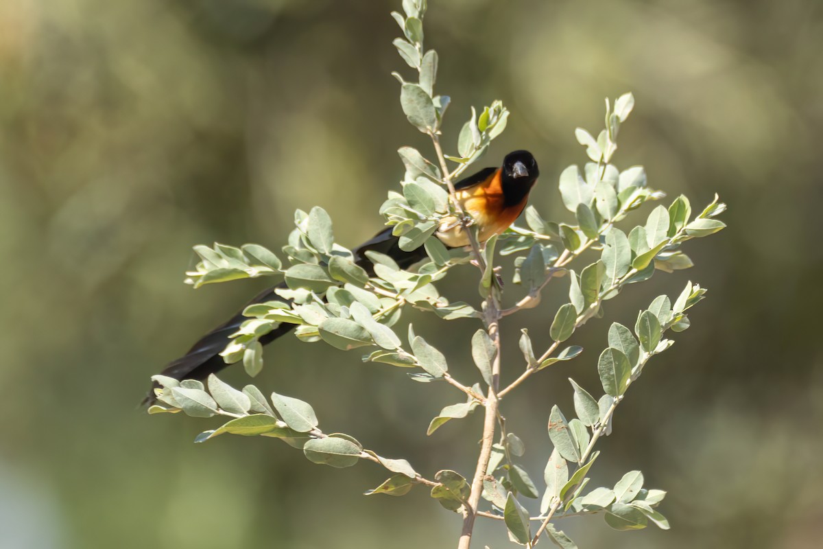 Senegalwitwe - ML646036237