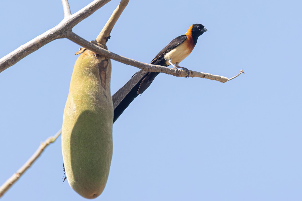 Sahel Paradise-Whydah - ML646036238