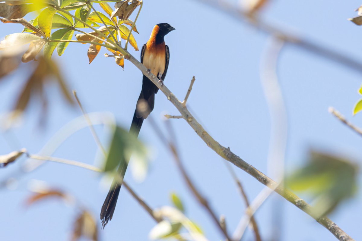 Senegalwitwe - ML646036239