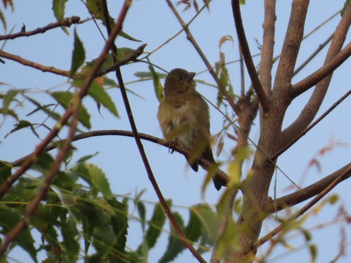 Common Rosefinch - ML646036240