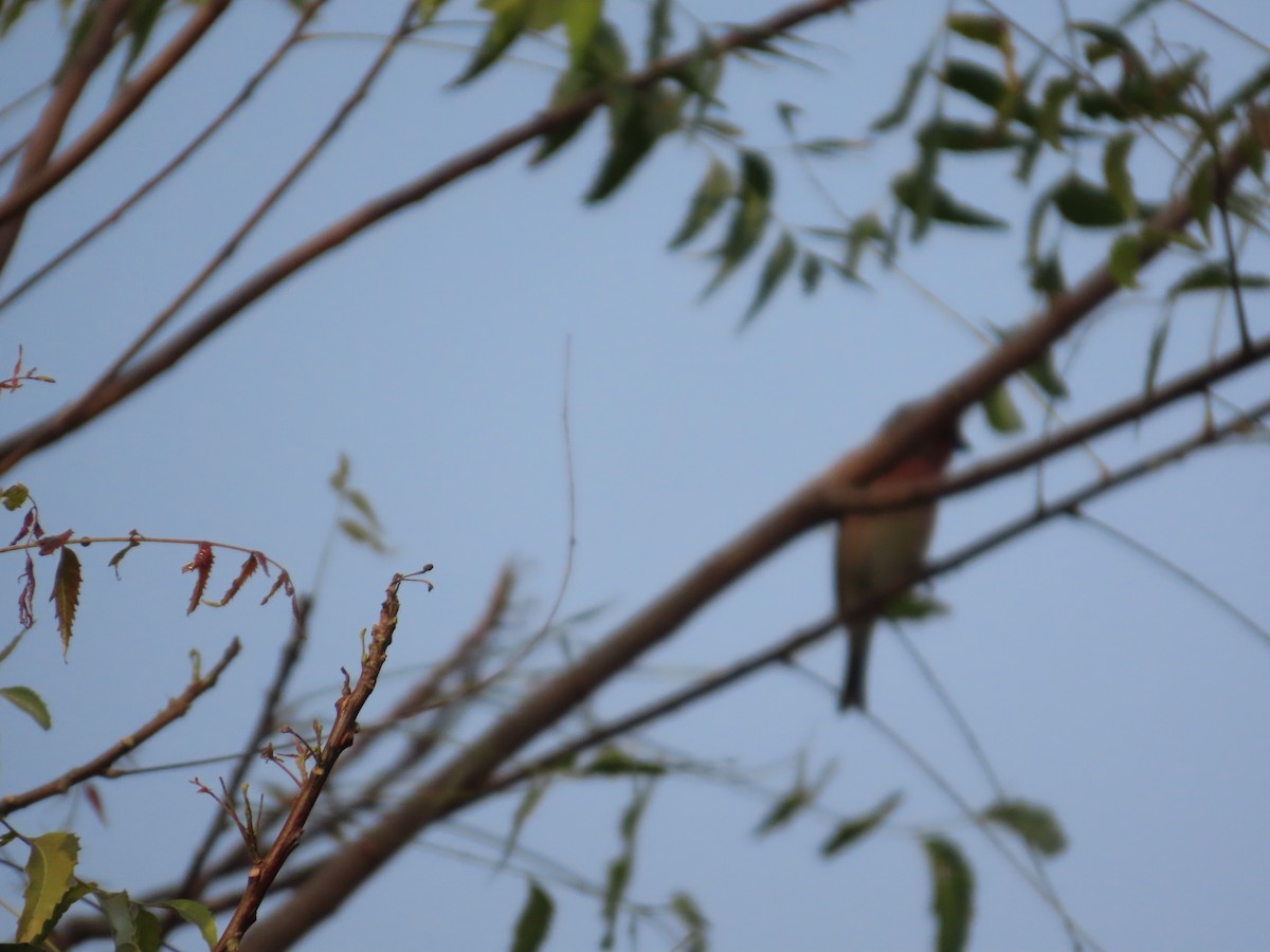 Common Rosefinch - ML646036241