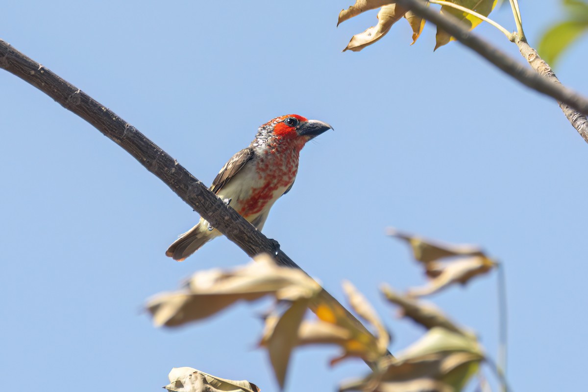 Vieillot's Barbet - ML646036242
