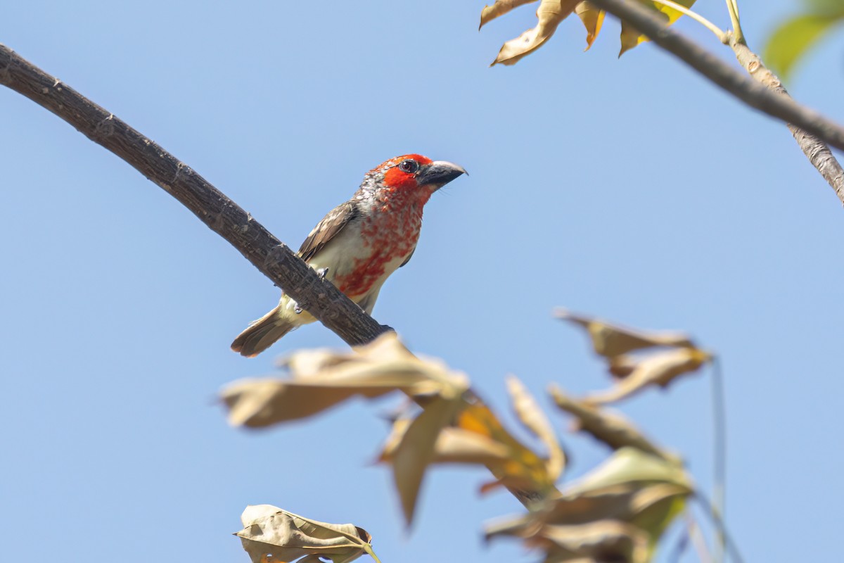 Vieillot's Barbet - ML646036243