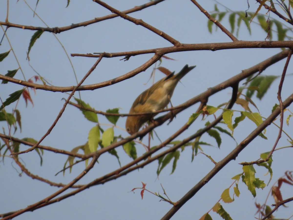 Common Rosefinch - ML646036244