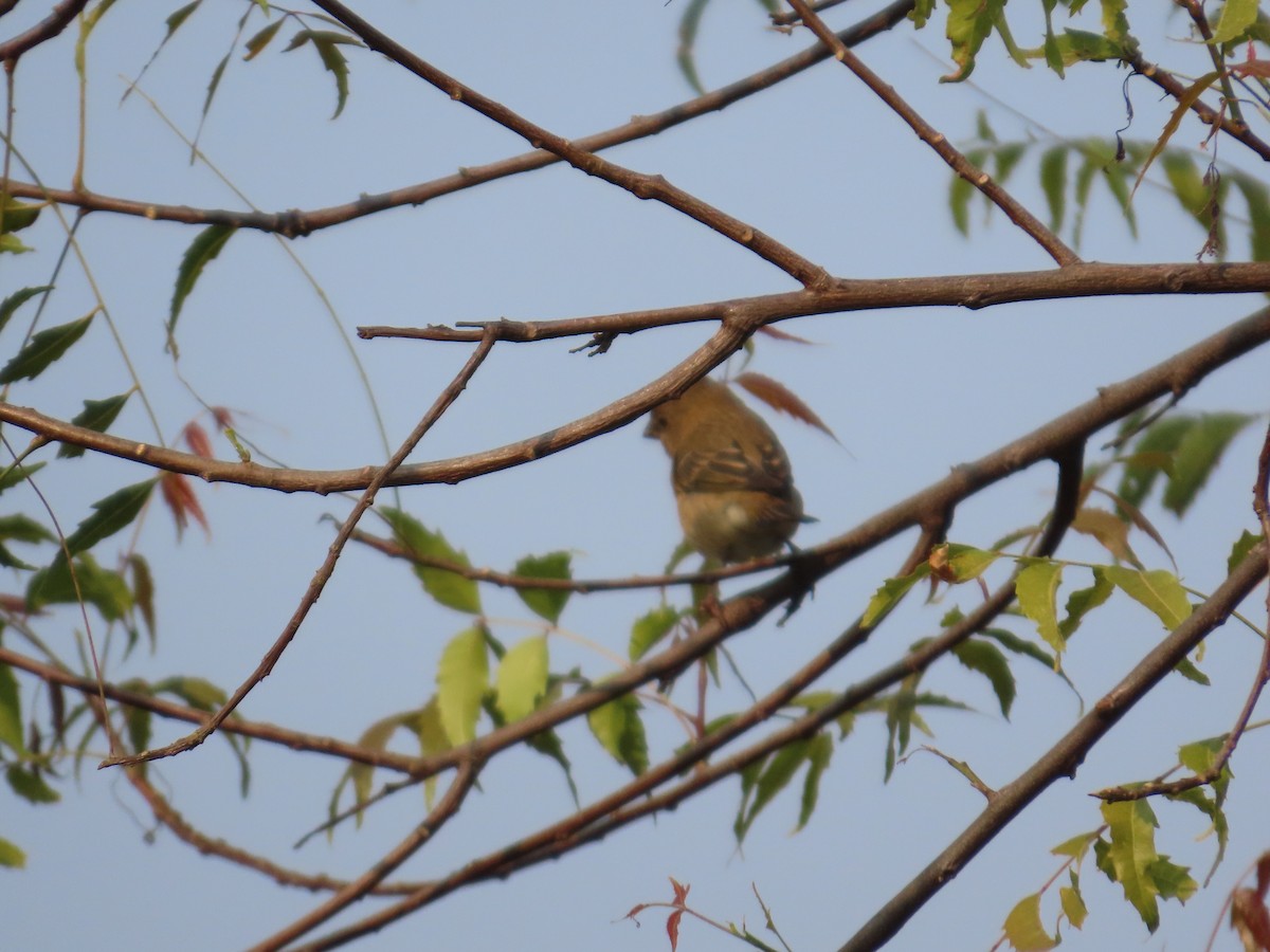 Common Rosefinch - ML646036245