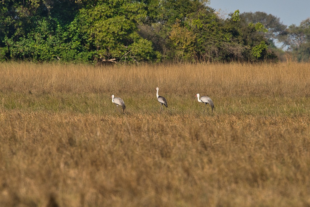 Wattled Crane - ML646036246