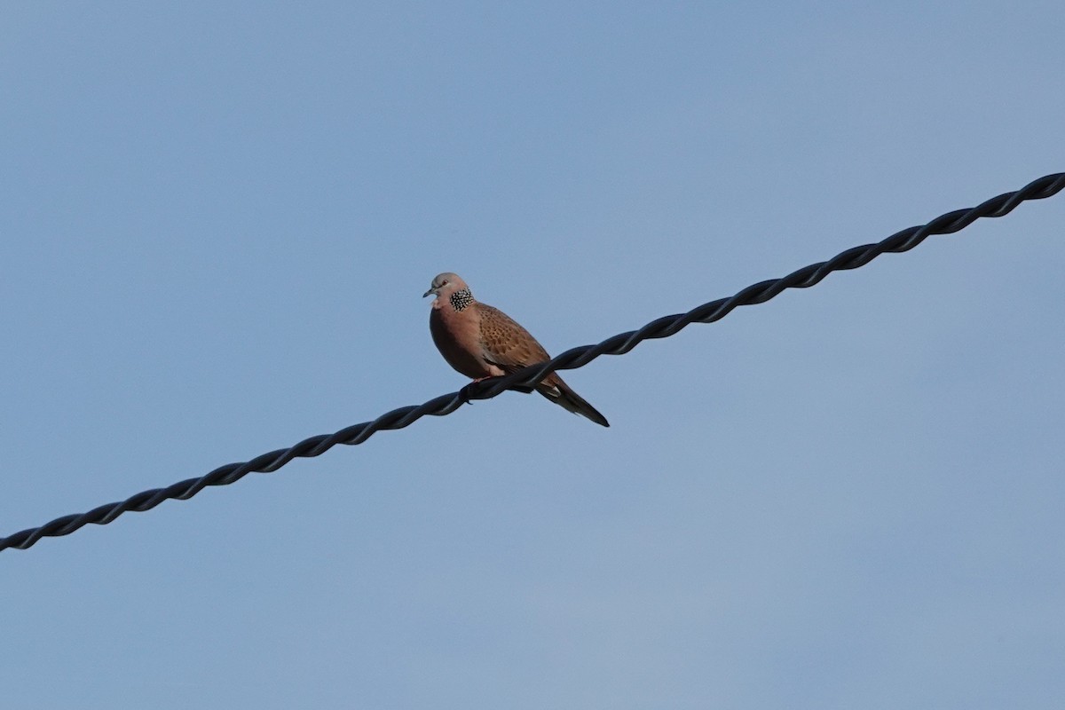 Spotted Dove - ML646036247