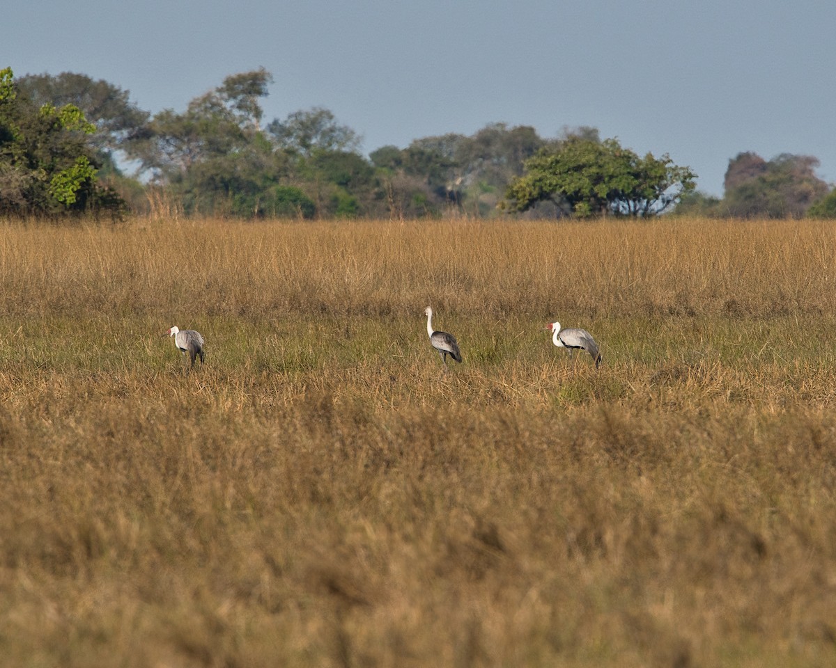 Wattled Crane - ML646036250
