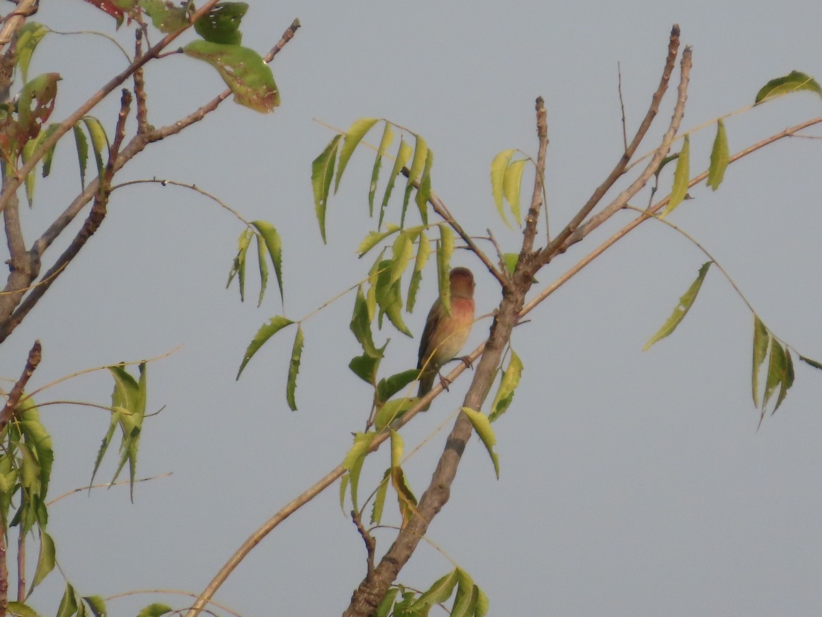 Common Rosefinch - ML646036251
