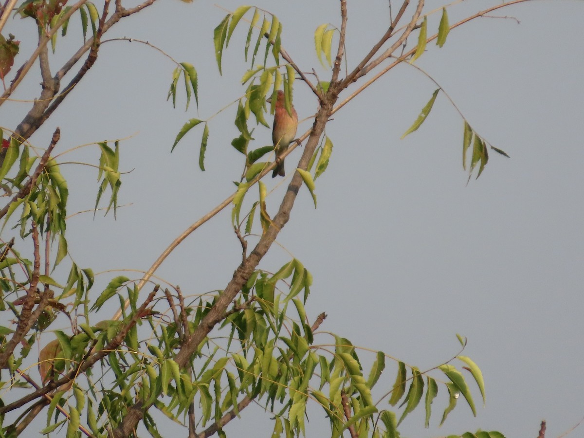 Common Rosefinch - ML646036252