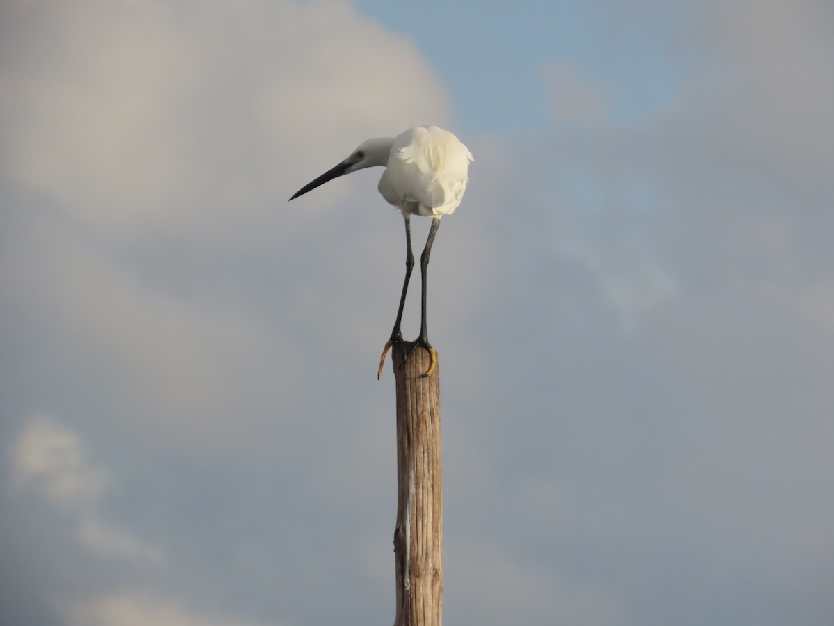 Little Egret - ML646036253