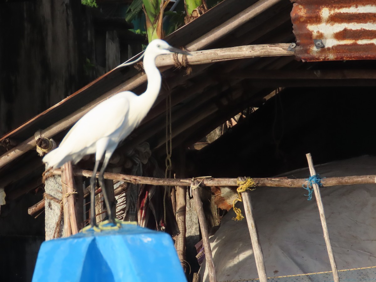 Little Egret - ML646036254