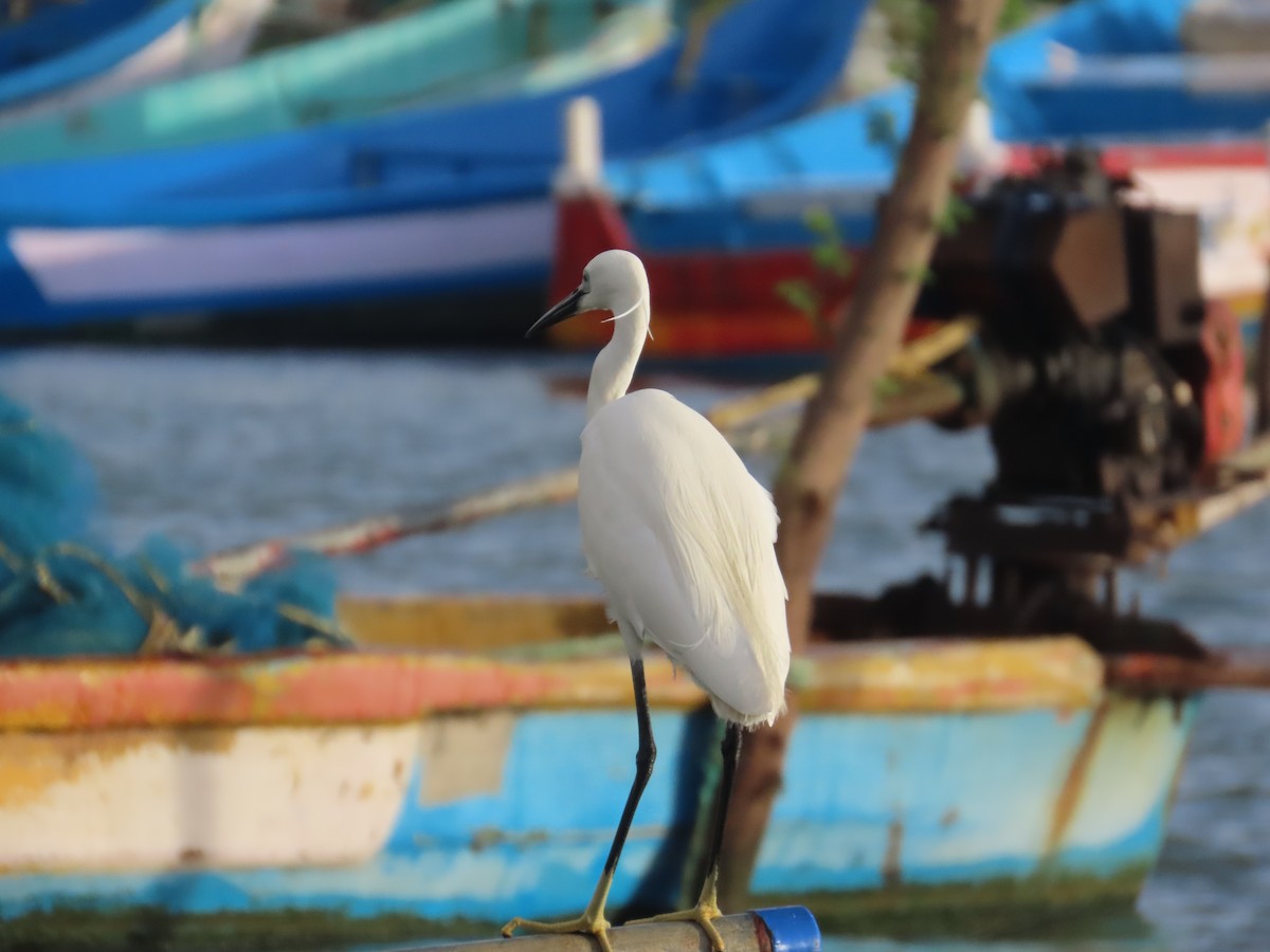 コサギ - ML646036255