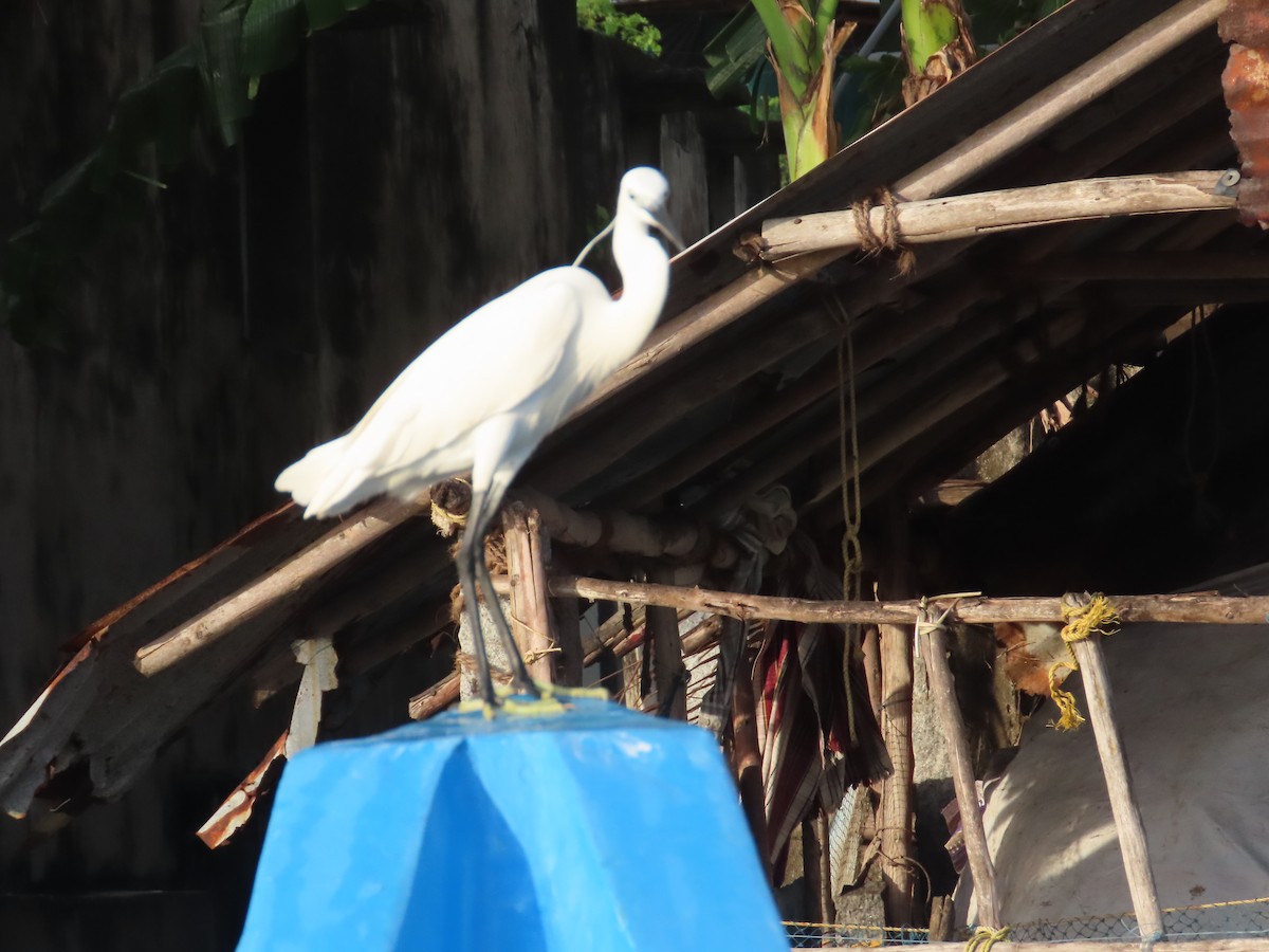 コサギ - ML646036256