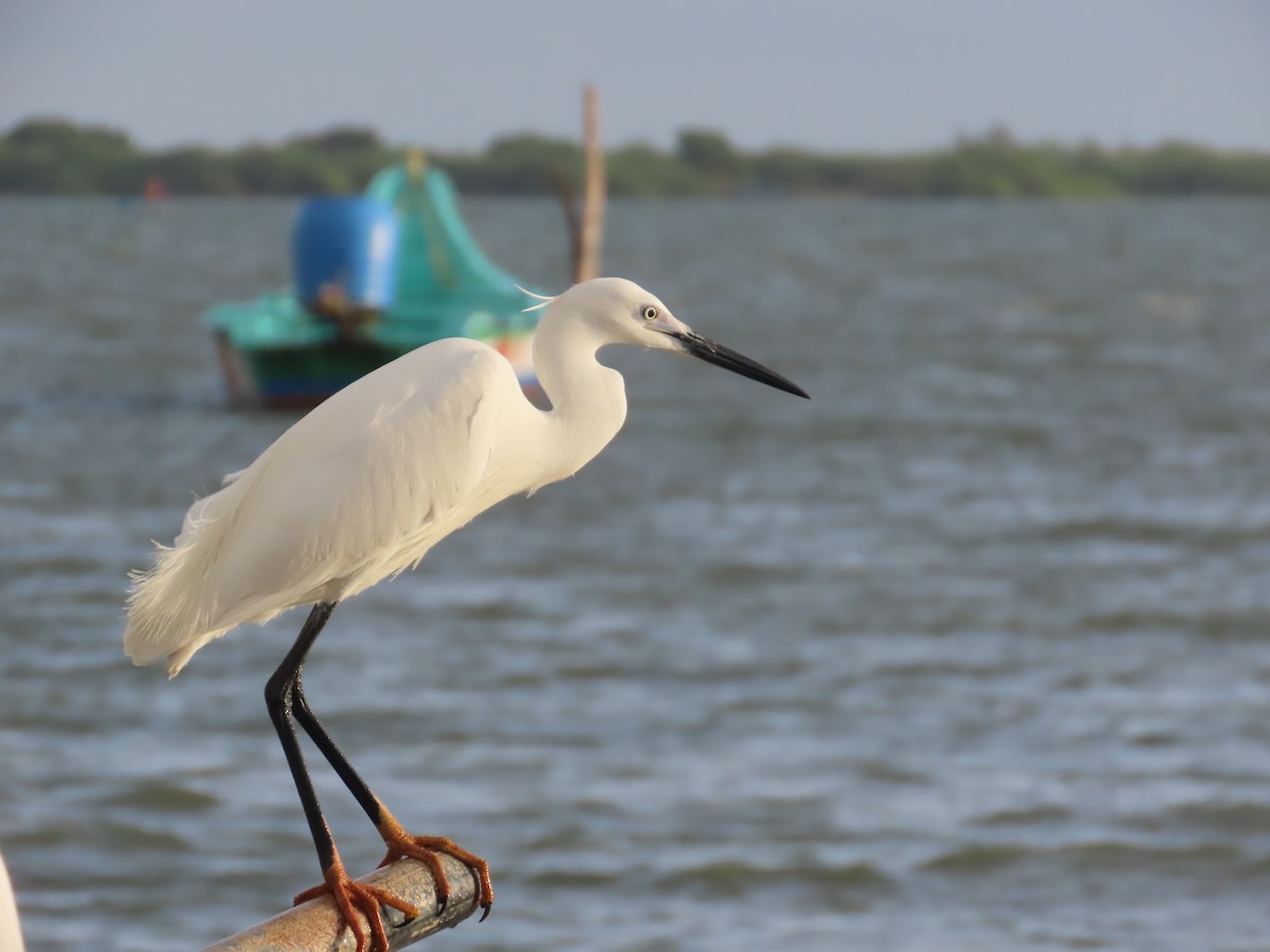 コサギ - ML646036257