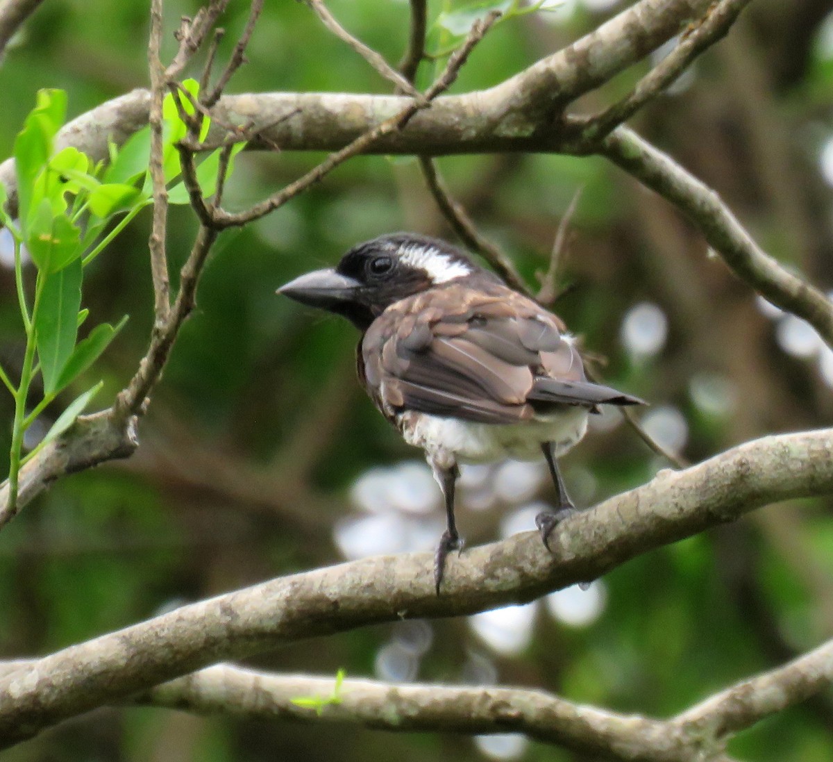 ミミジロゴシキドリ - ML646036258