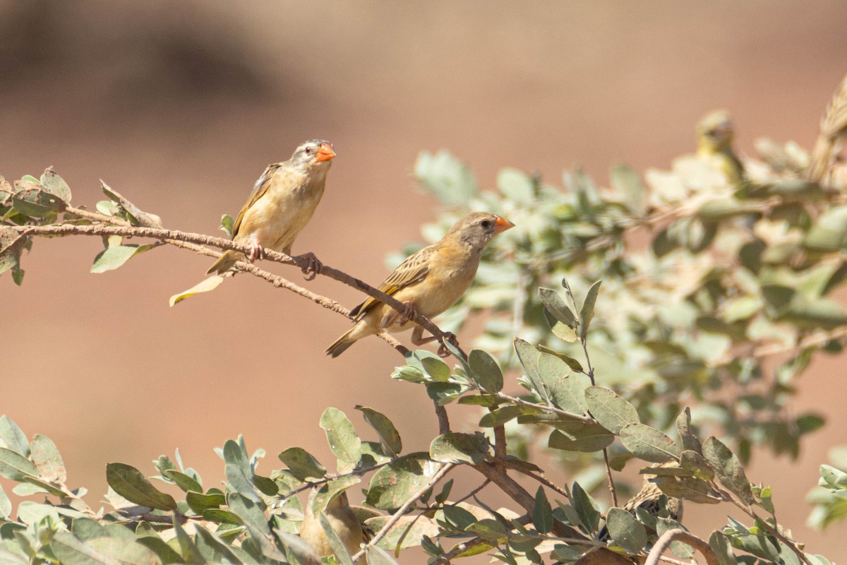 コウヨウチョウ - ML646036259