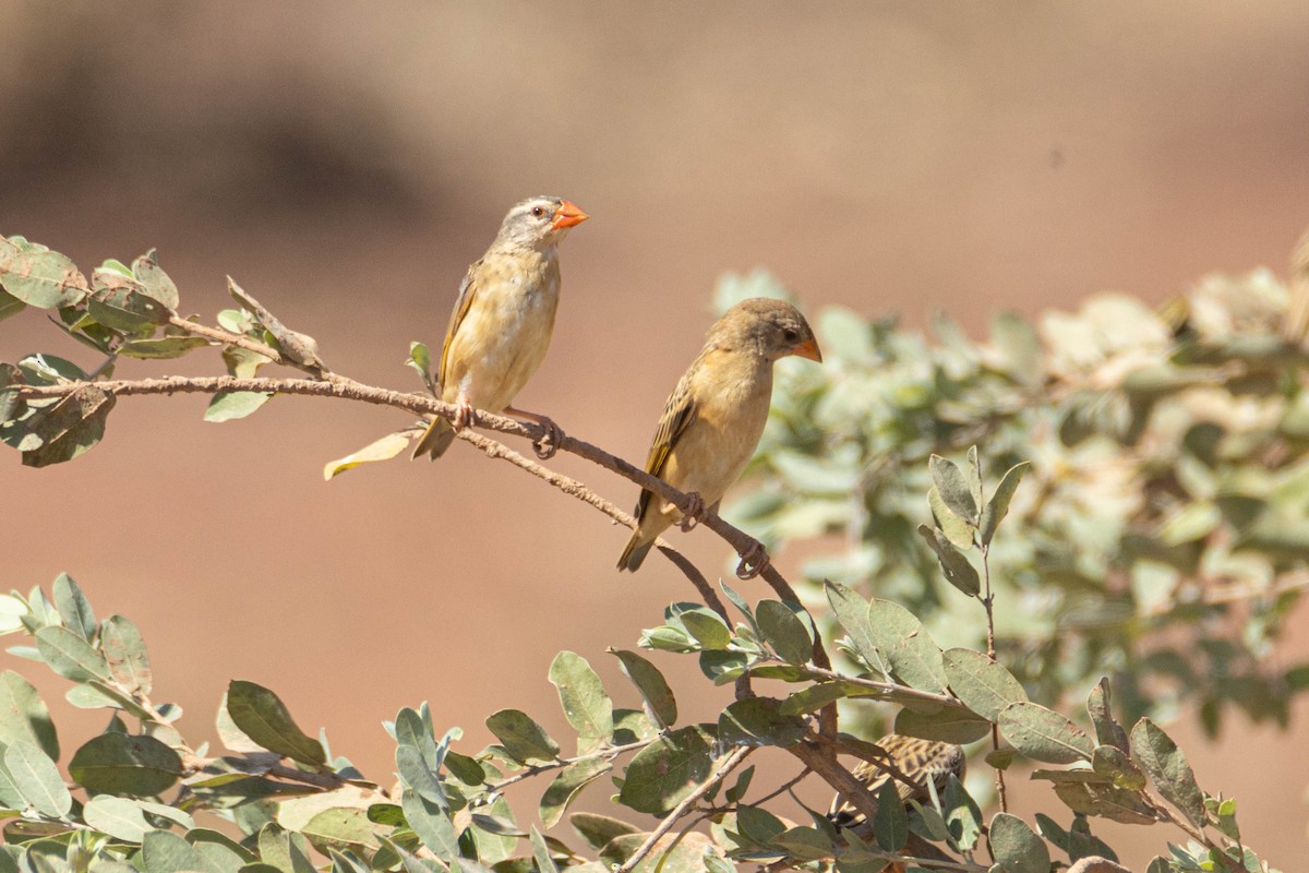 Red-billed Quelea - ML646036260