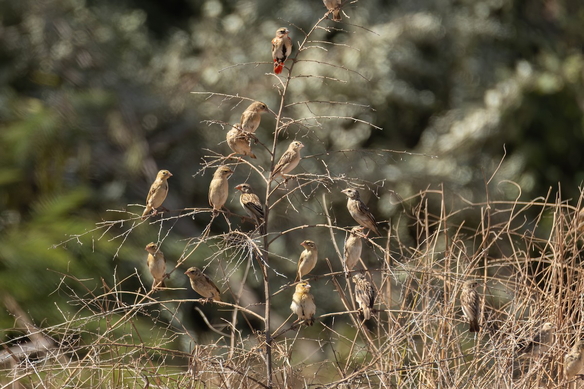 コウヨウチョウ - ML646036261