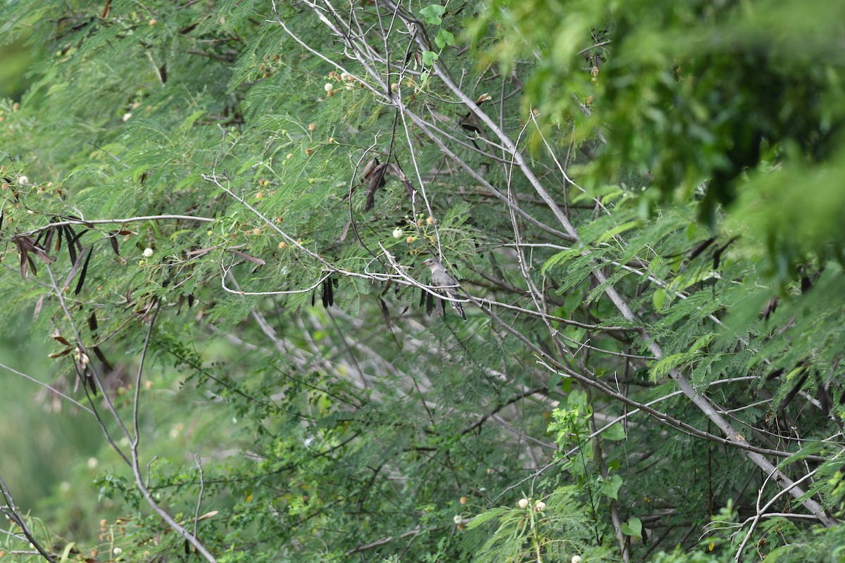 ヒメカッコウ - ML646036263