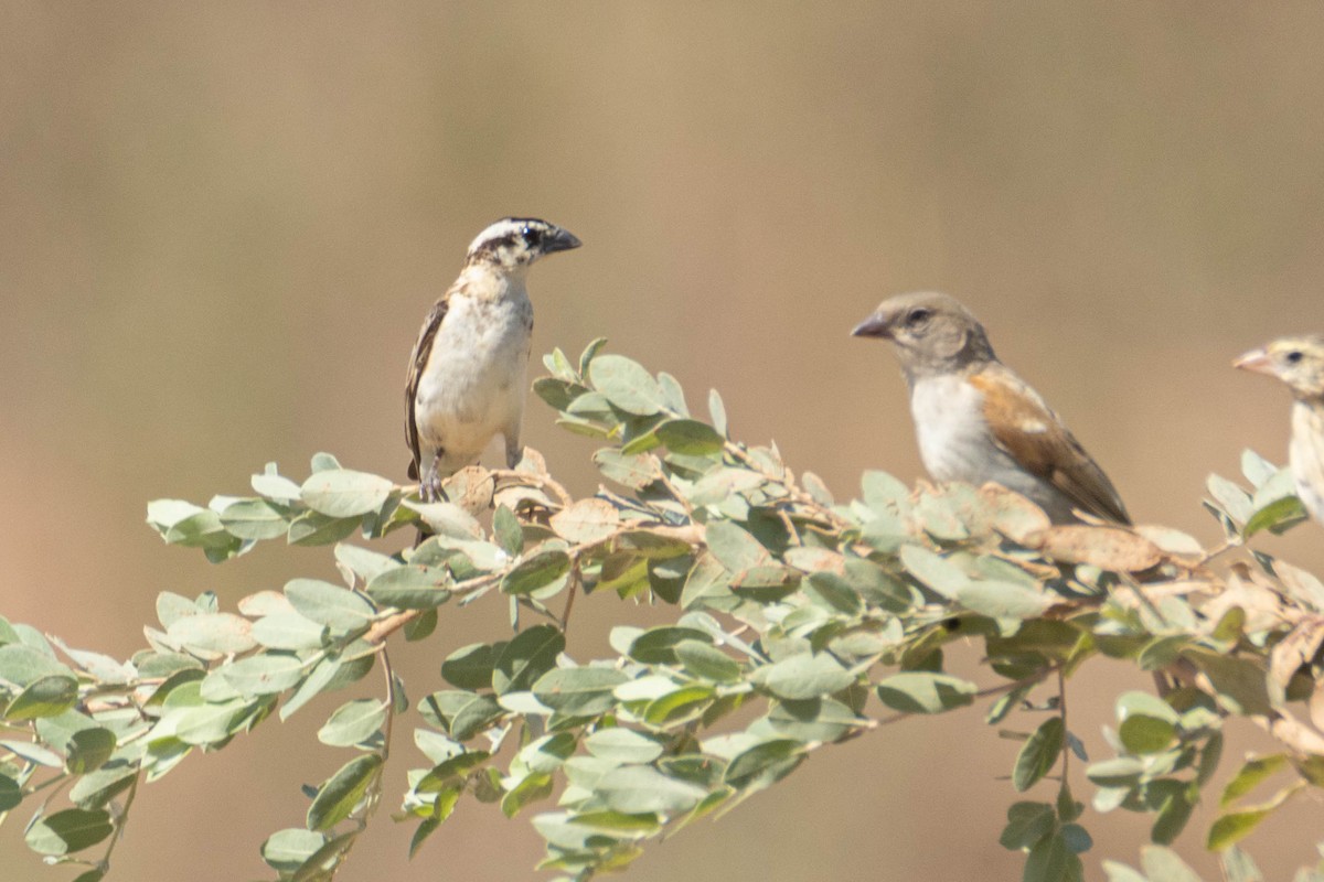 オビロホウオウジャク - ML646036264