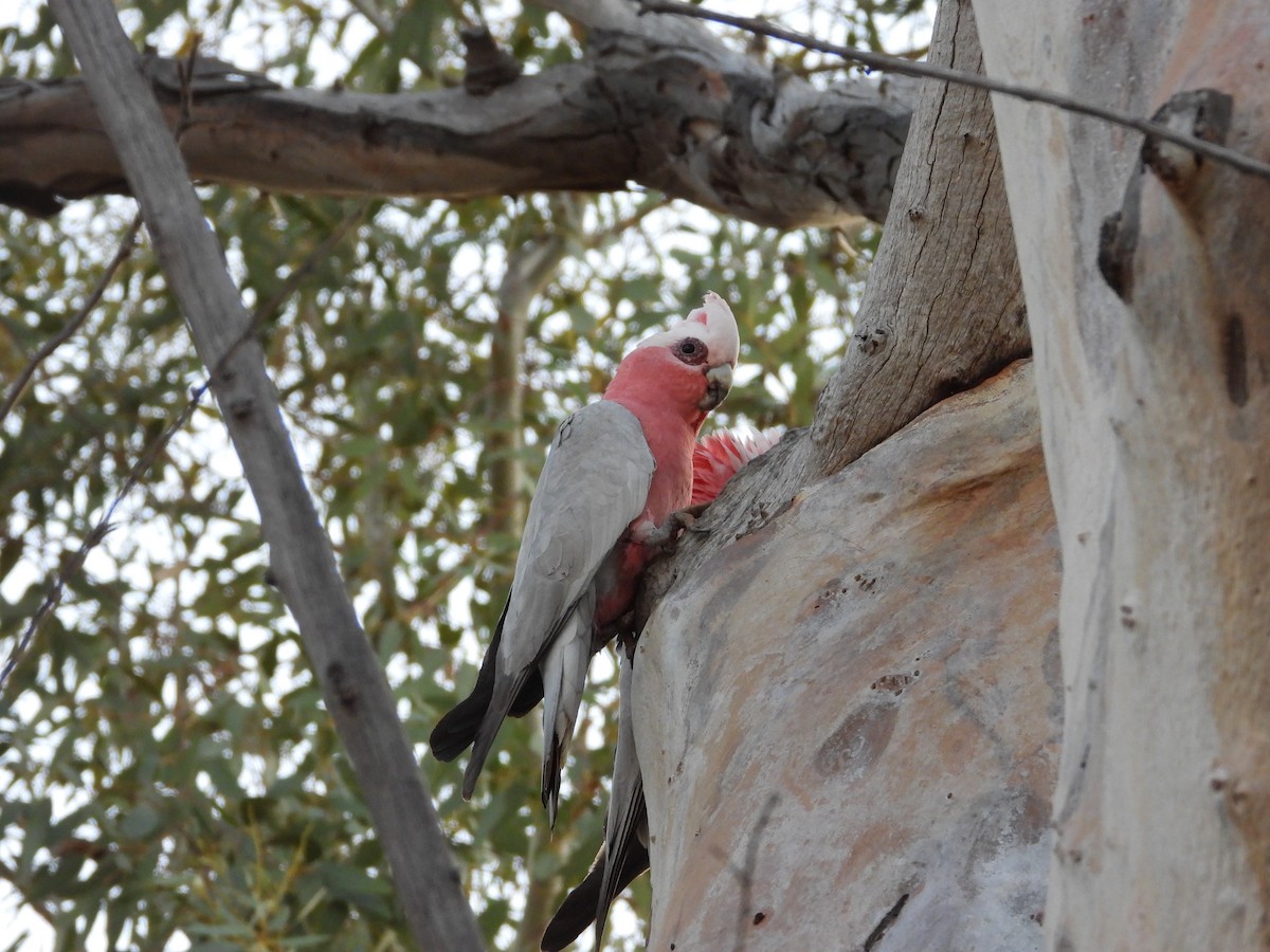 モモイロインコ - ML646036265