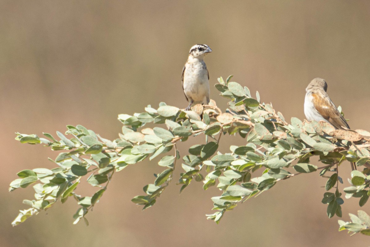 オビロホウオウジャク - ML646036266