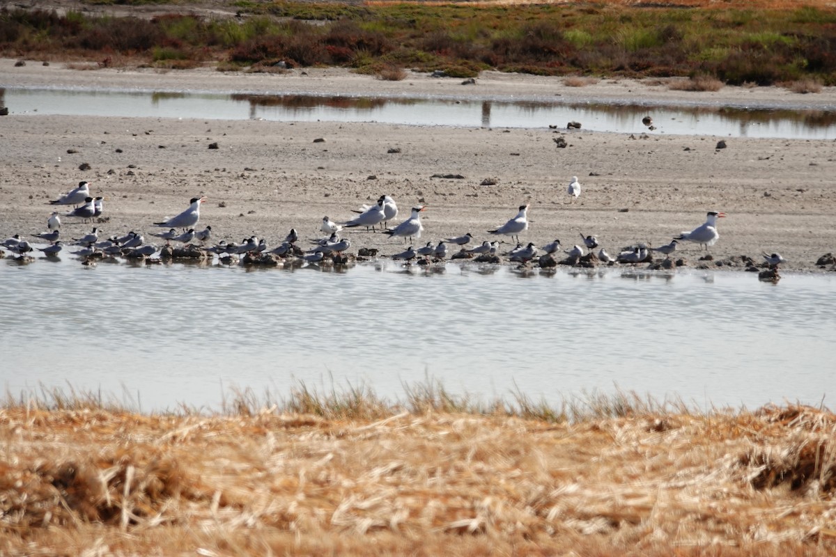 クロハラアジサシ - ML646036267