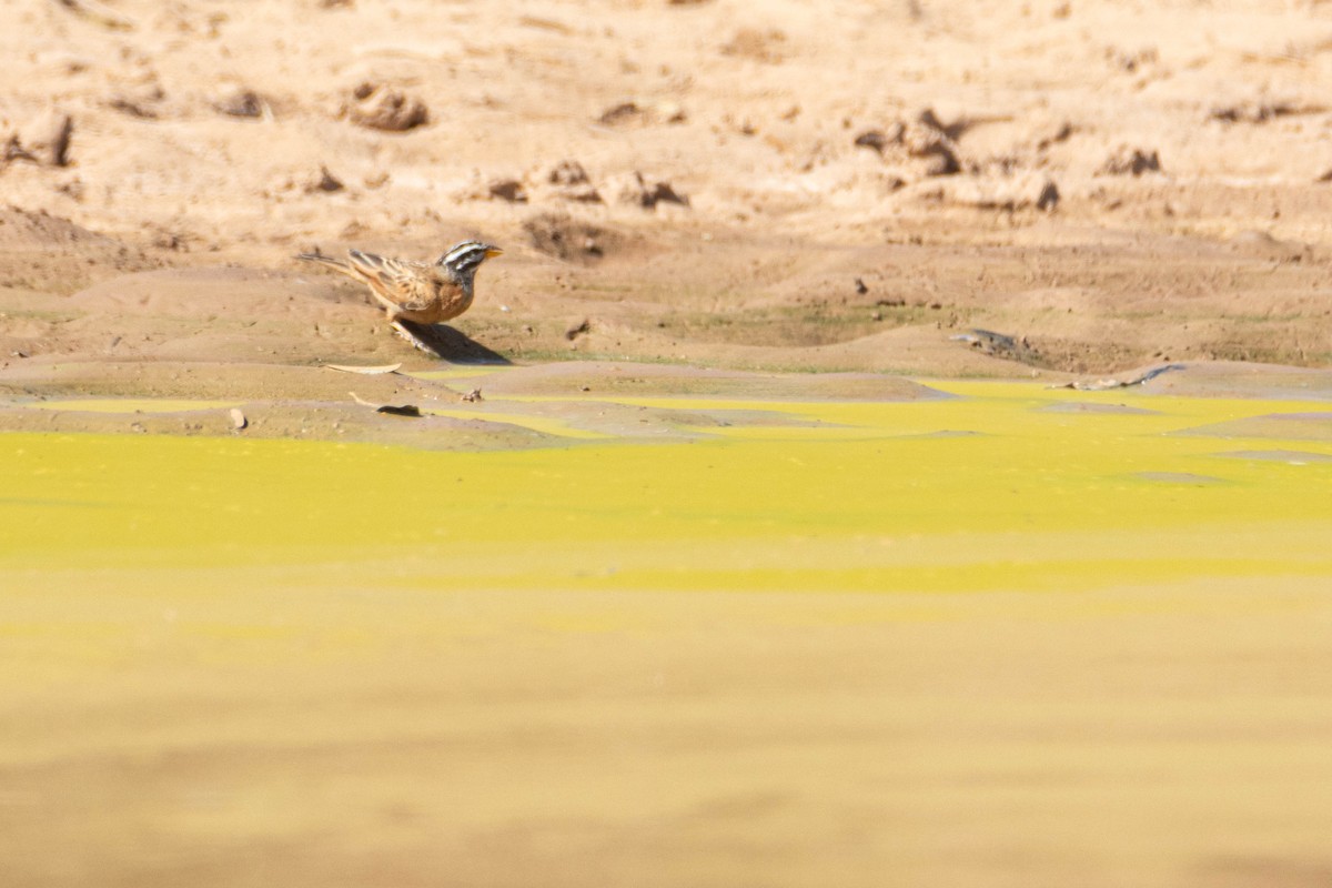 ゴスリングホオジロ - ML646036268