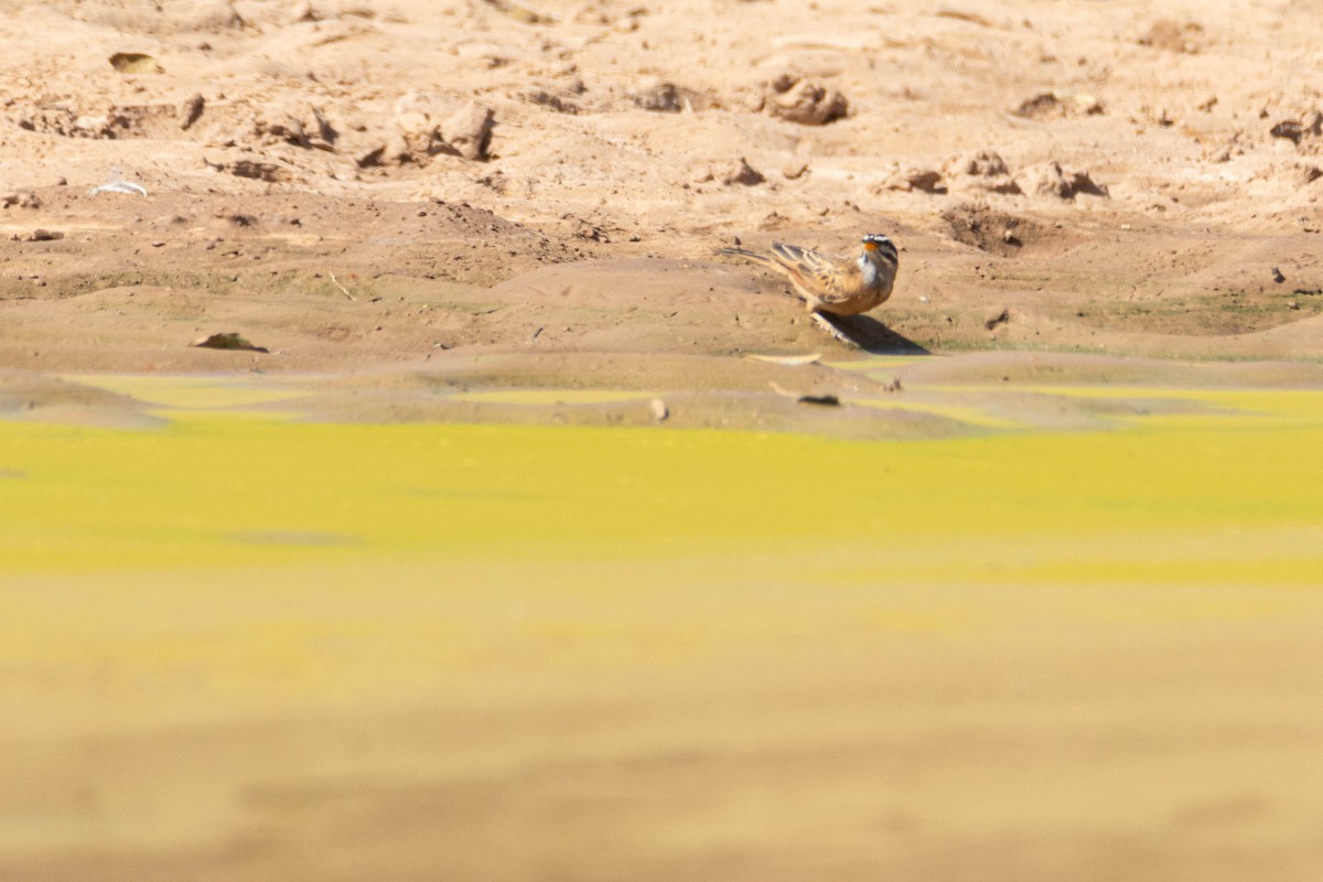 ゴスリングホオジロ - ML646036270