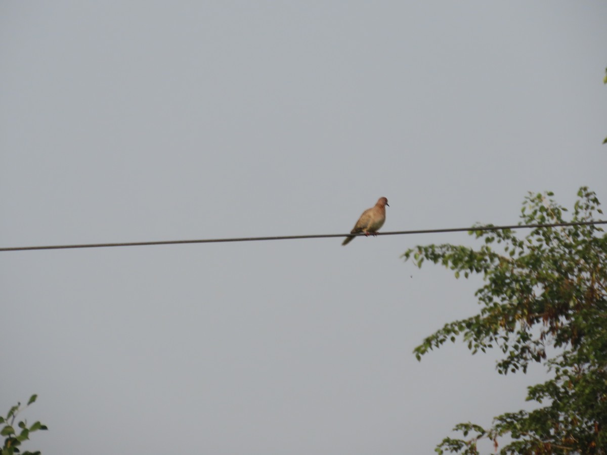 ワライバト - ML646036271