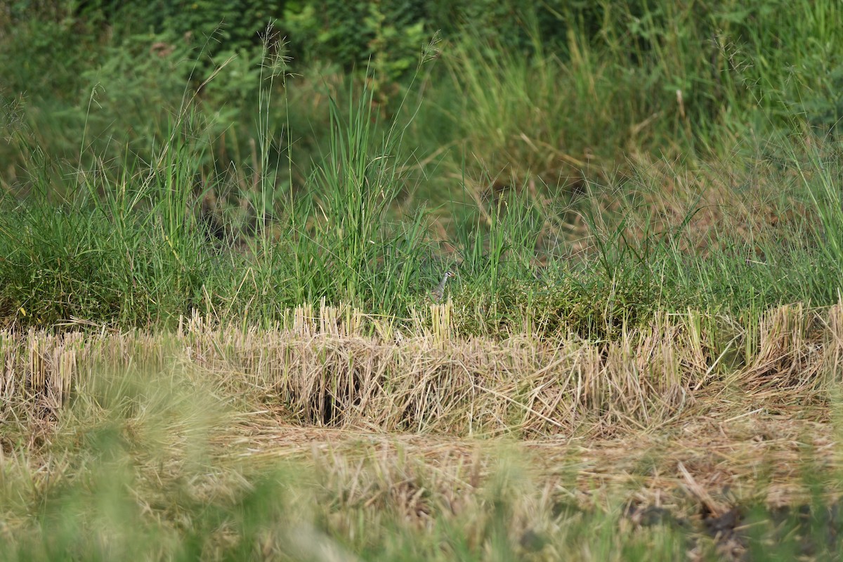 マミジロクイナ - ML646036272