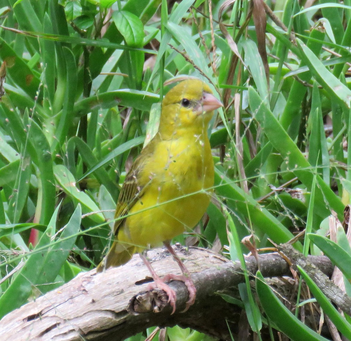 コガネハタオリ - ML646036273