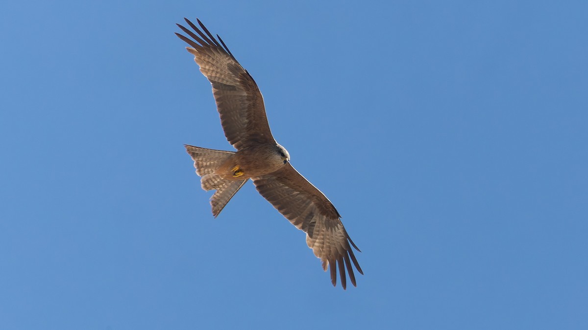 トビ - ML646036274