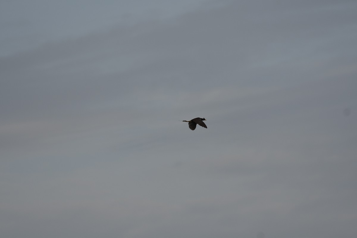 ツルクイナ - ML646036278