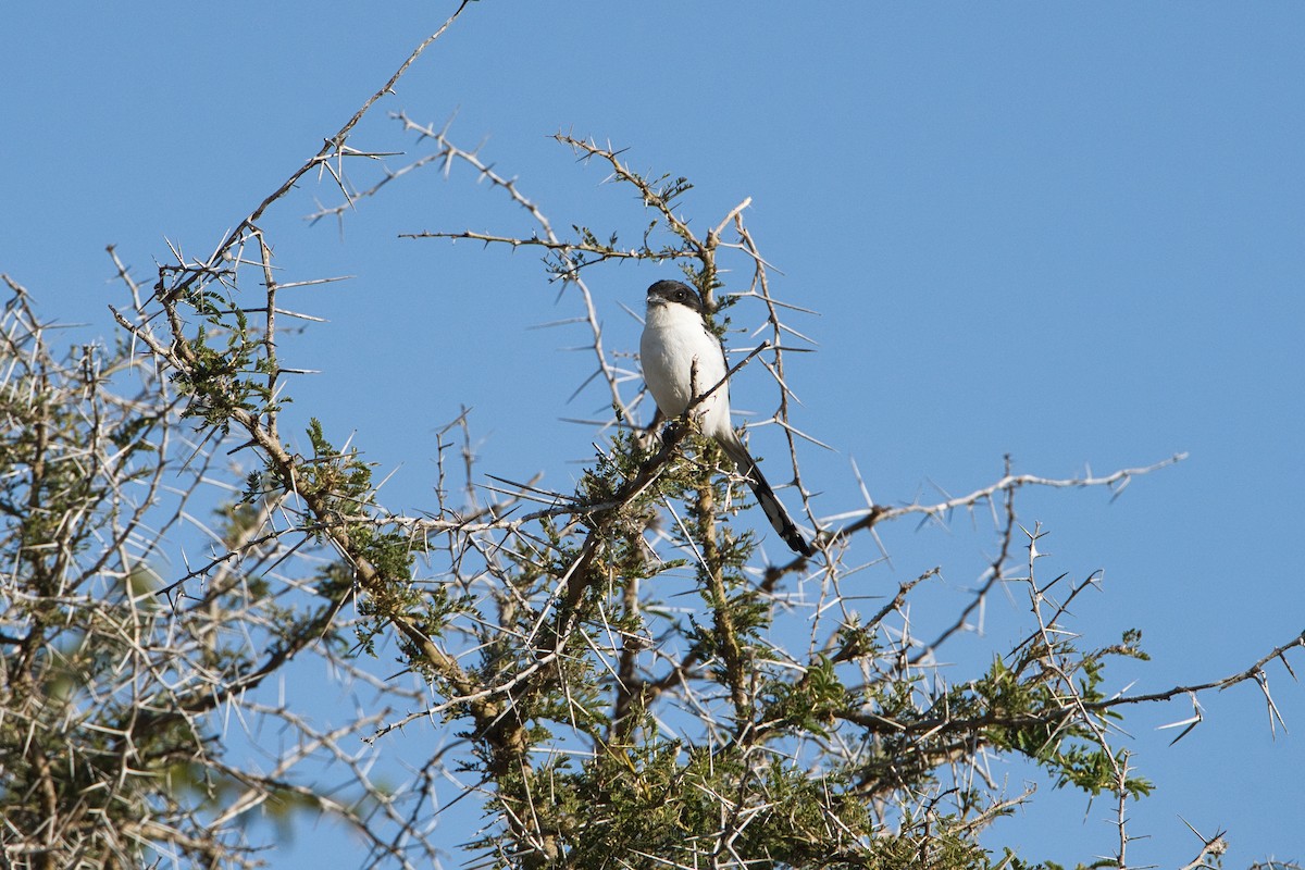 キタカタジロオナガモズ - ML646036283