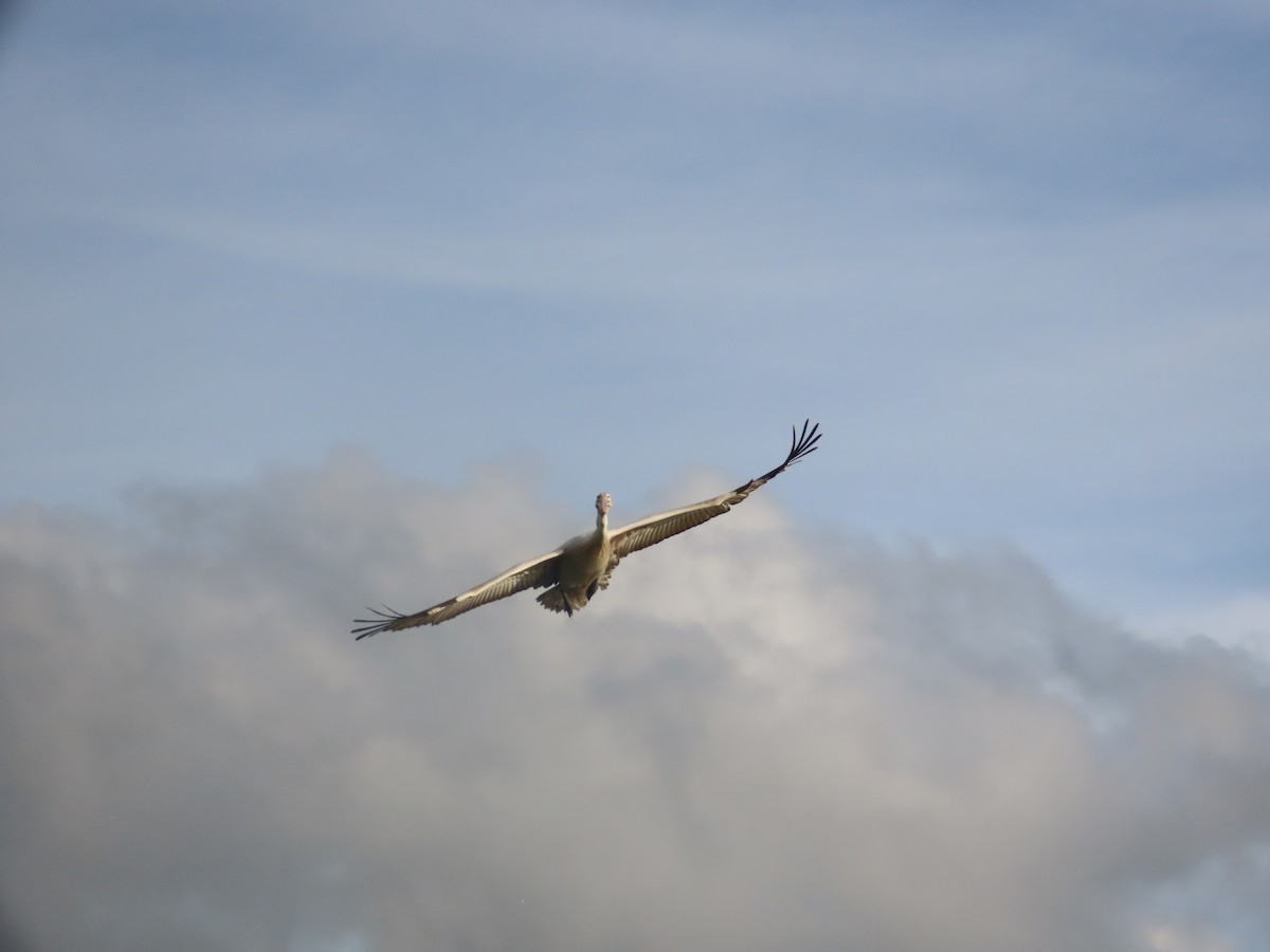 ホシバシペリカン - ML646036284