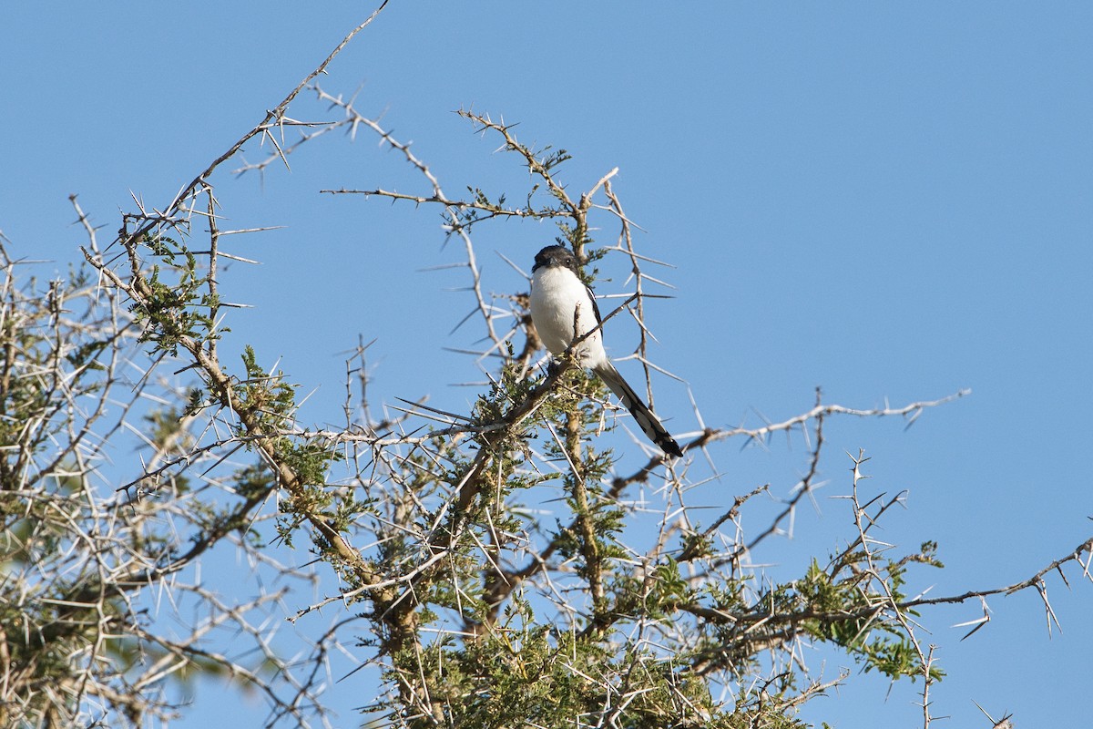 キタカタジロオナガモズ - ML646036285