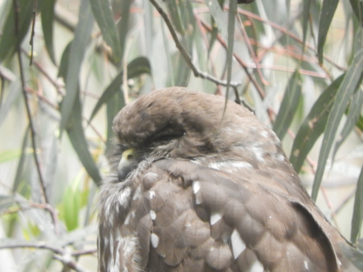 Barking Owl - ML646036286