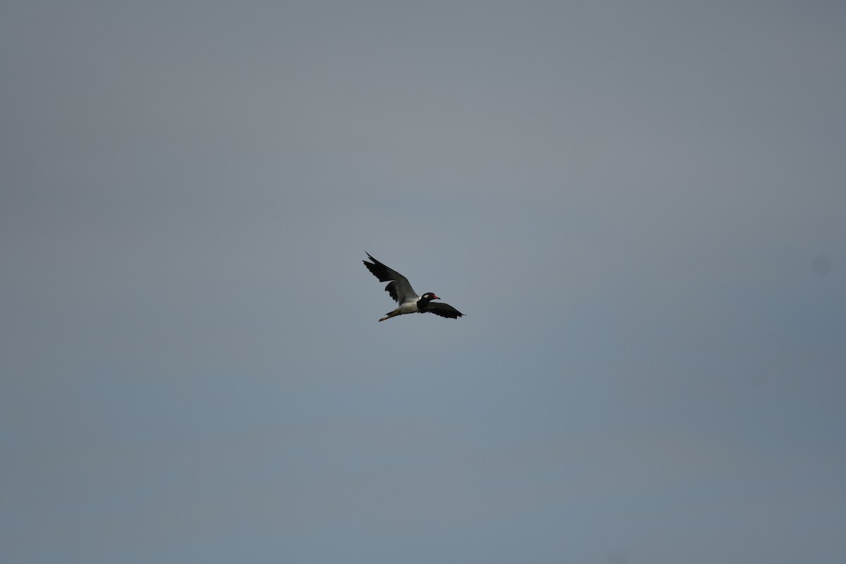 インドトサカゲリ - ML646036287