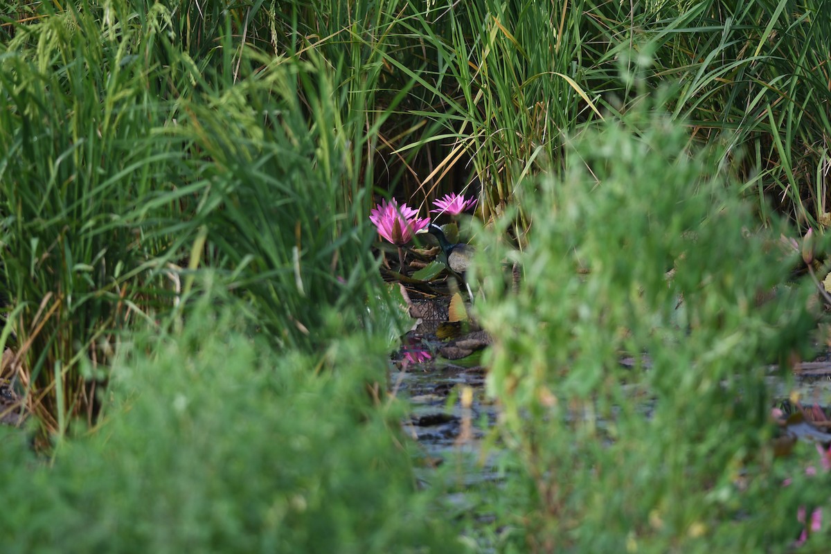 アジアレンカク - ML646036288