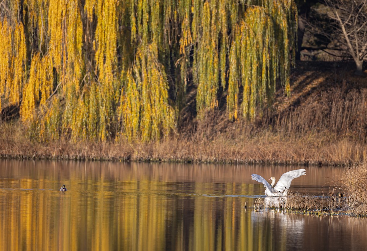 コブハクチョウ - ML646036290