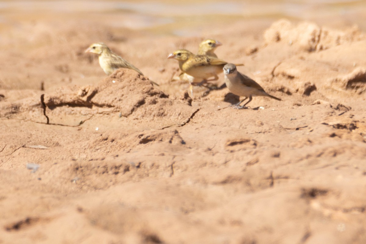 ハゴロモシチホウ - ML646036292