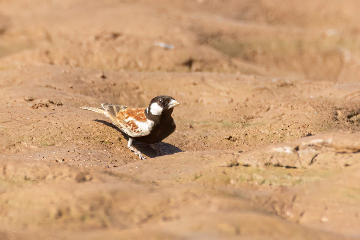 skřivan bělouchý - ML646036294