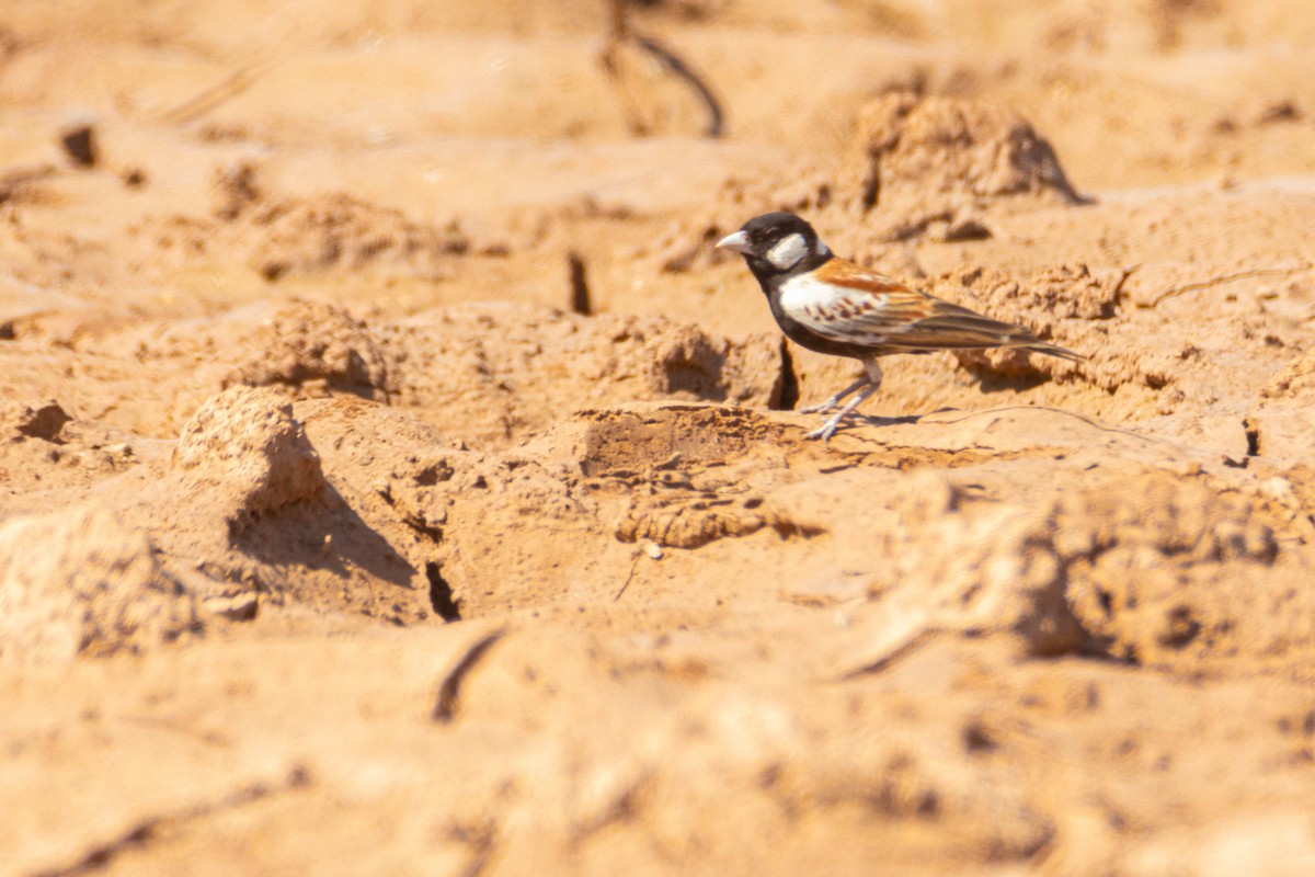 skřivan bělouchý - ML646036295