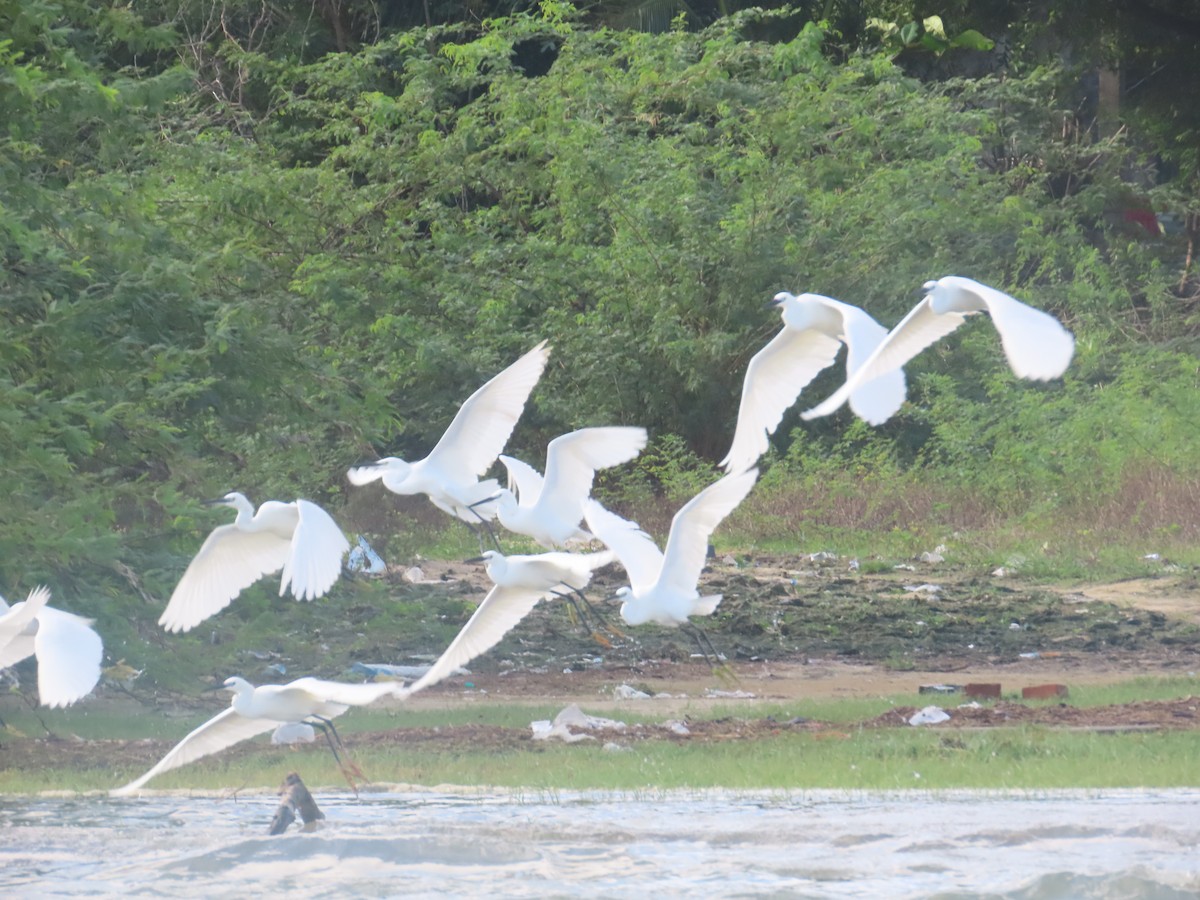 Garzetta - ML646036304