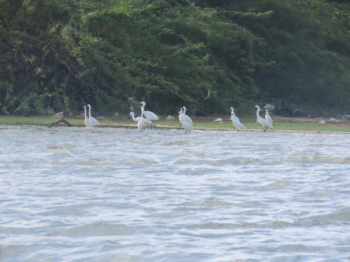 Garzetta - ML646036305