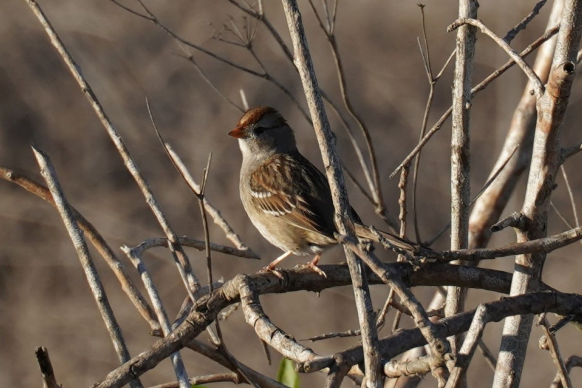 Porsuk Serçesi (gambelii) - ML646036306